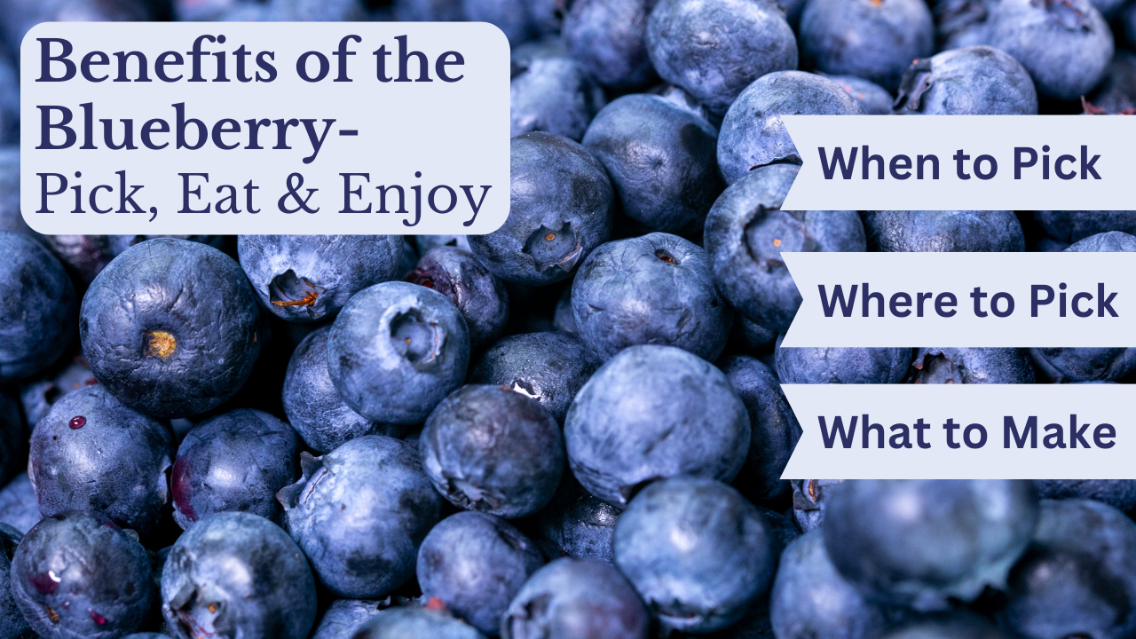 Excellent Benefits of the Blueberry - Pick, Eat & Enjoy