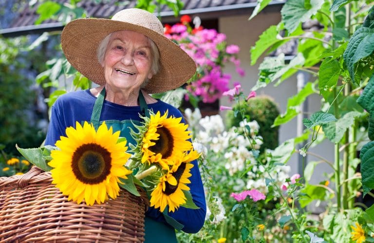 woman with sunflowers not harmful flowers